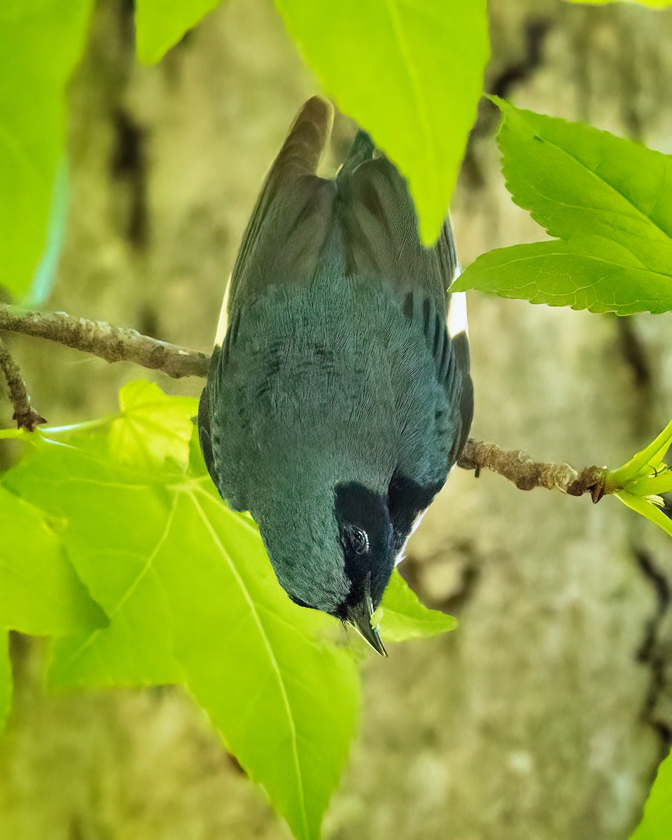 Black-throated Blue Warbler - ML565536311