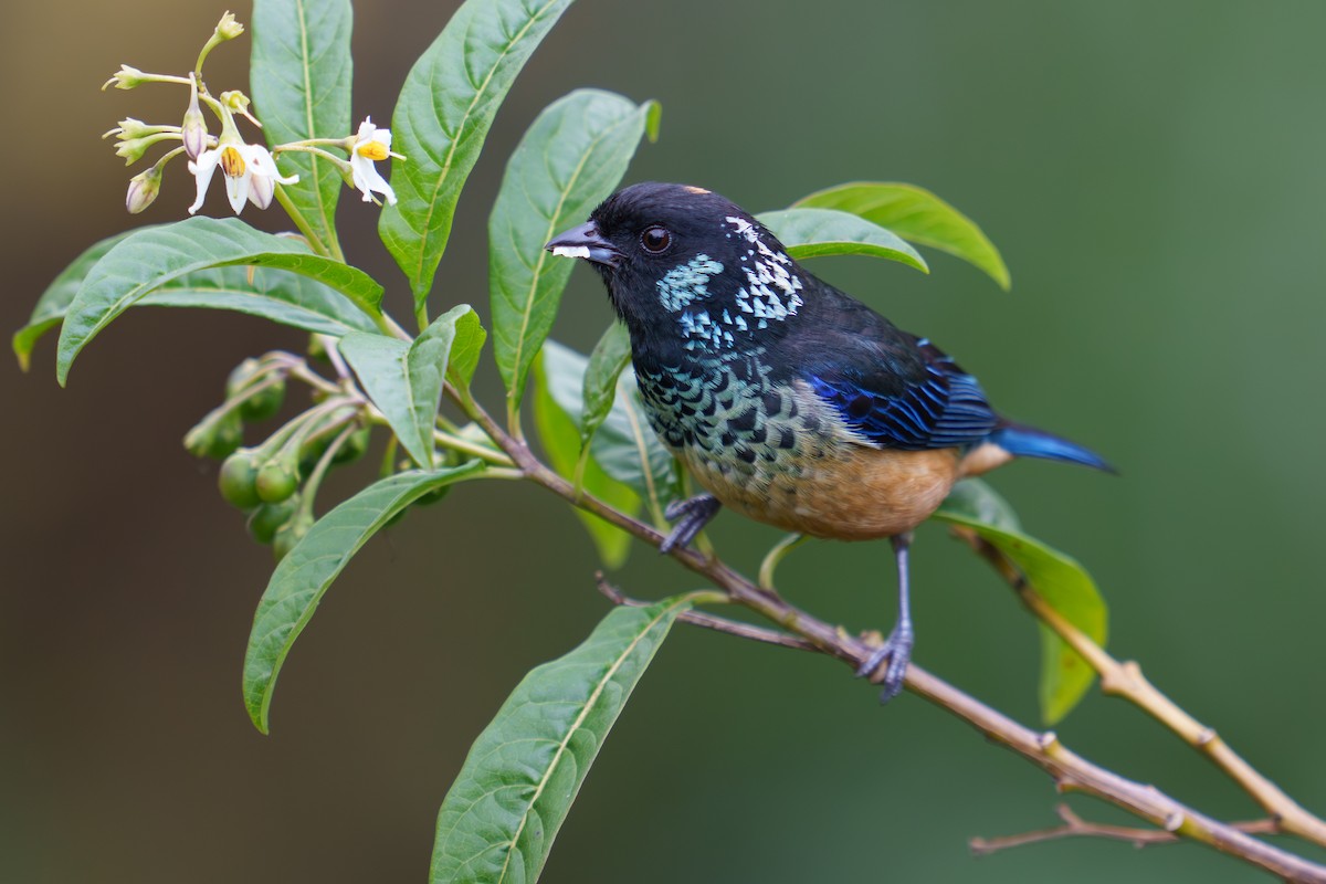 Spangle-cheeked Tanager - Austin Groff
