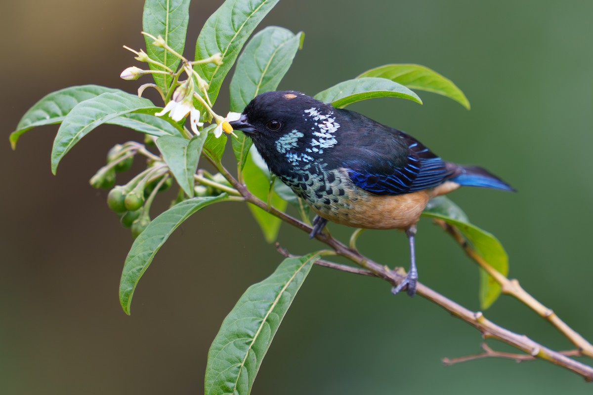 Spangle-cheeked Tanager - Austin Groff