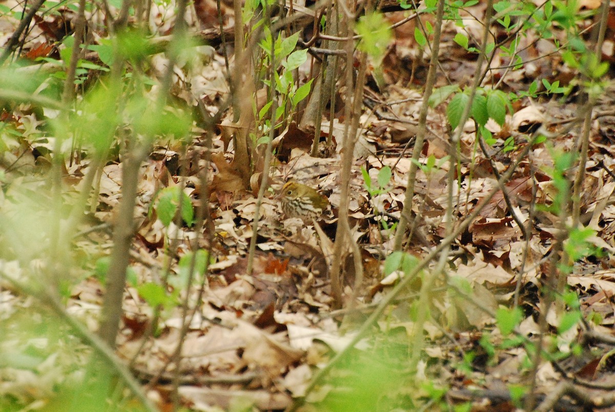 Paruline couronnée - ML56553881