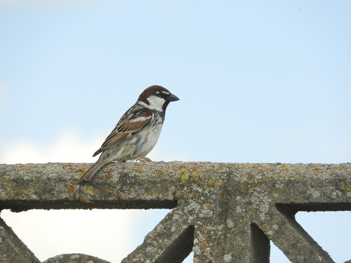 Spanish Sparrow - ML565539621