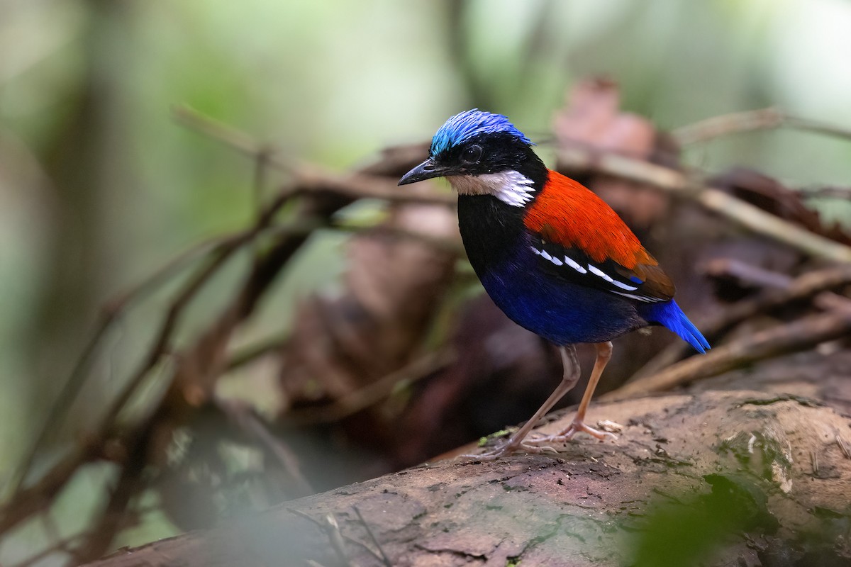 Blue-headed Pitta - Chris Venetz | Ornis Birding Expeditions