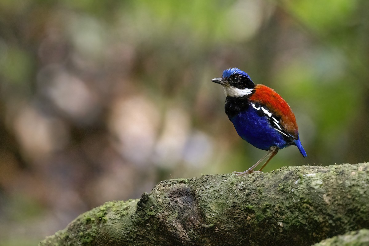 Blue-headed Pitta - Chris Venetz | Ornis Birding Expeditions