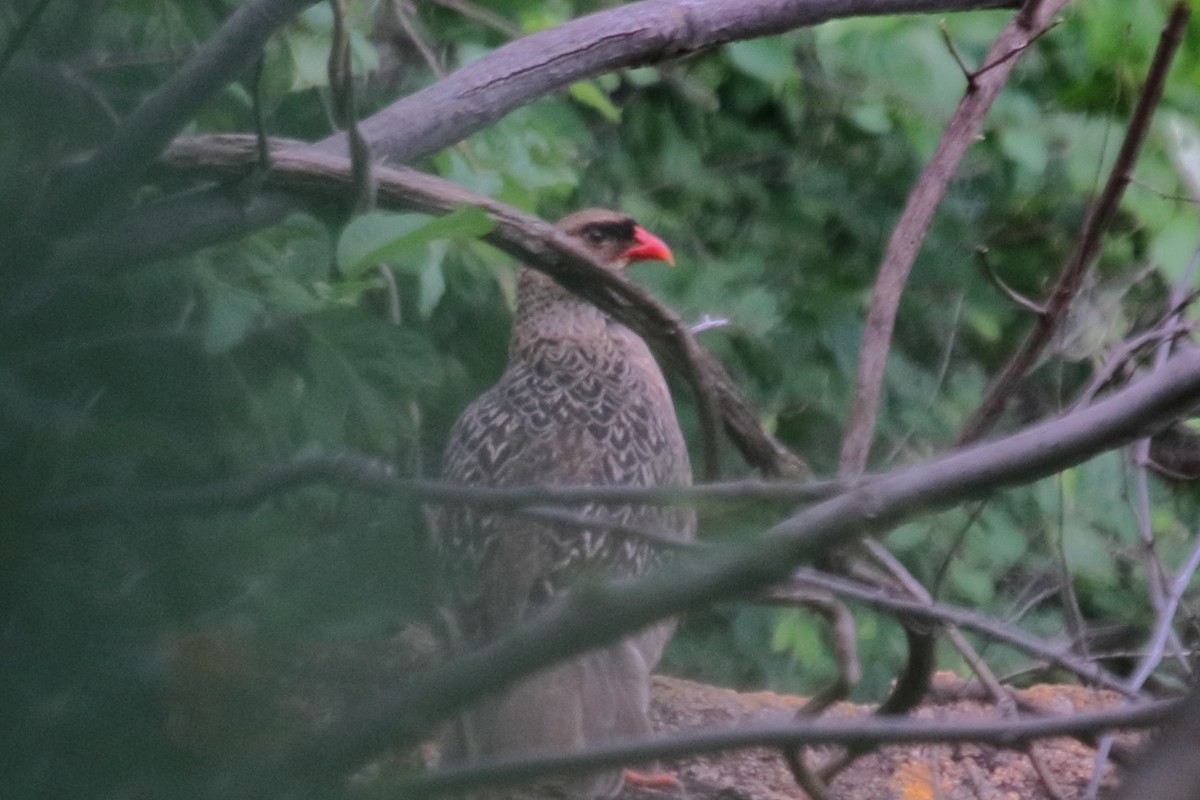 Chestnut-naped Spurfowl (Black-fronted) - ML565541581