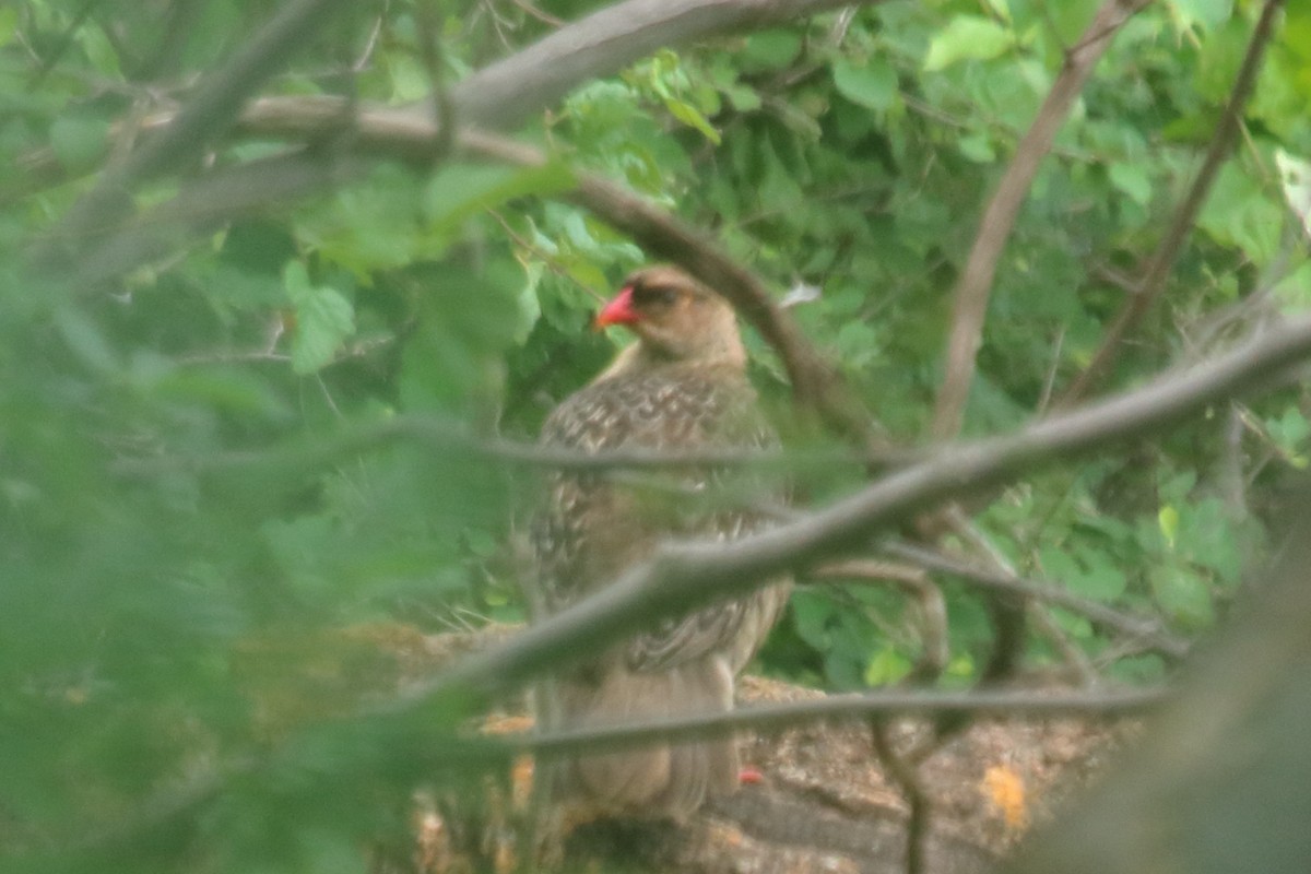 Chestnut-naped Spurfowl (Black-fronted) - ML565541621