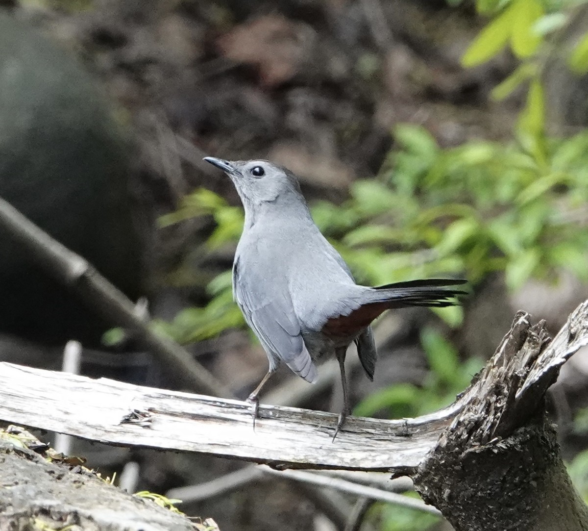 Gray Catbird - ML565541791