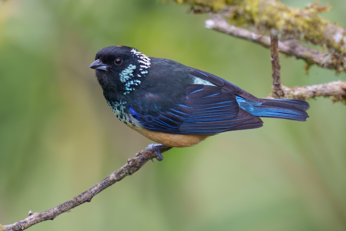 Spangle-cheeked Tanager - Austin Groff