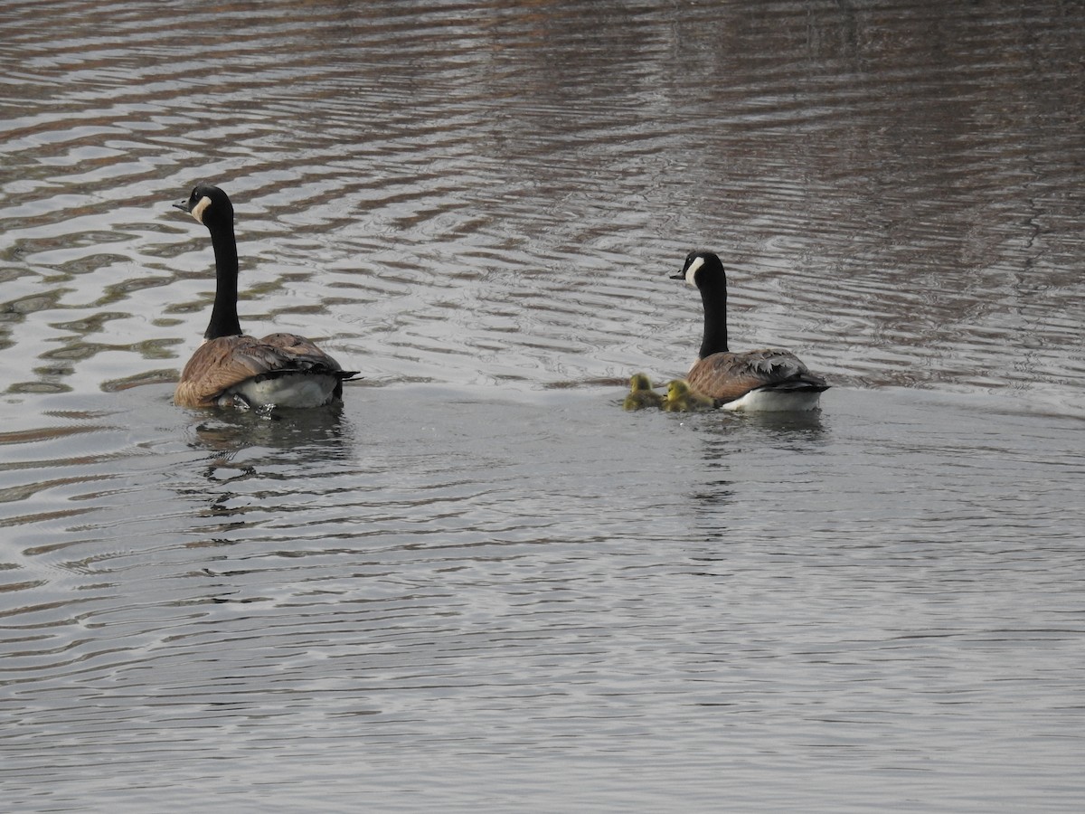 Canada Goose - ML56554231