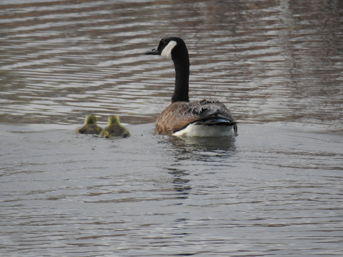 Canada Goose - ML56554261
