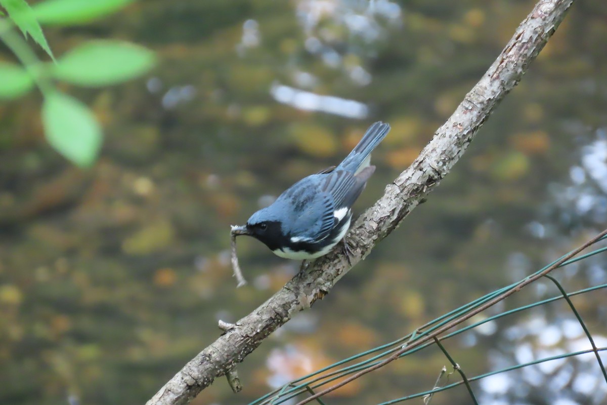 Black-throated Blue Warbler - Jon Selle