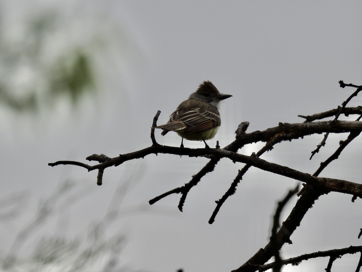 Brown-crested Flycatcher - ML565542961