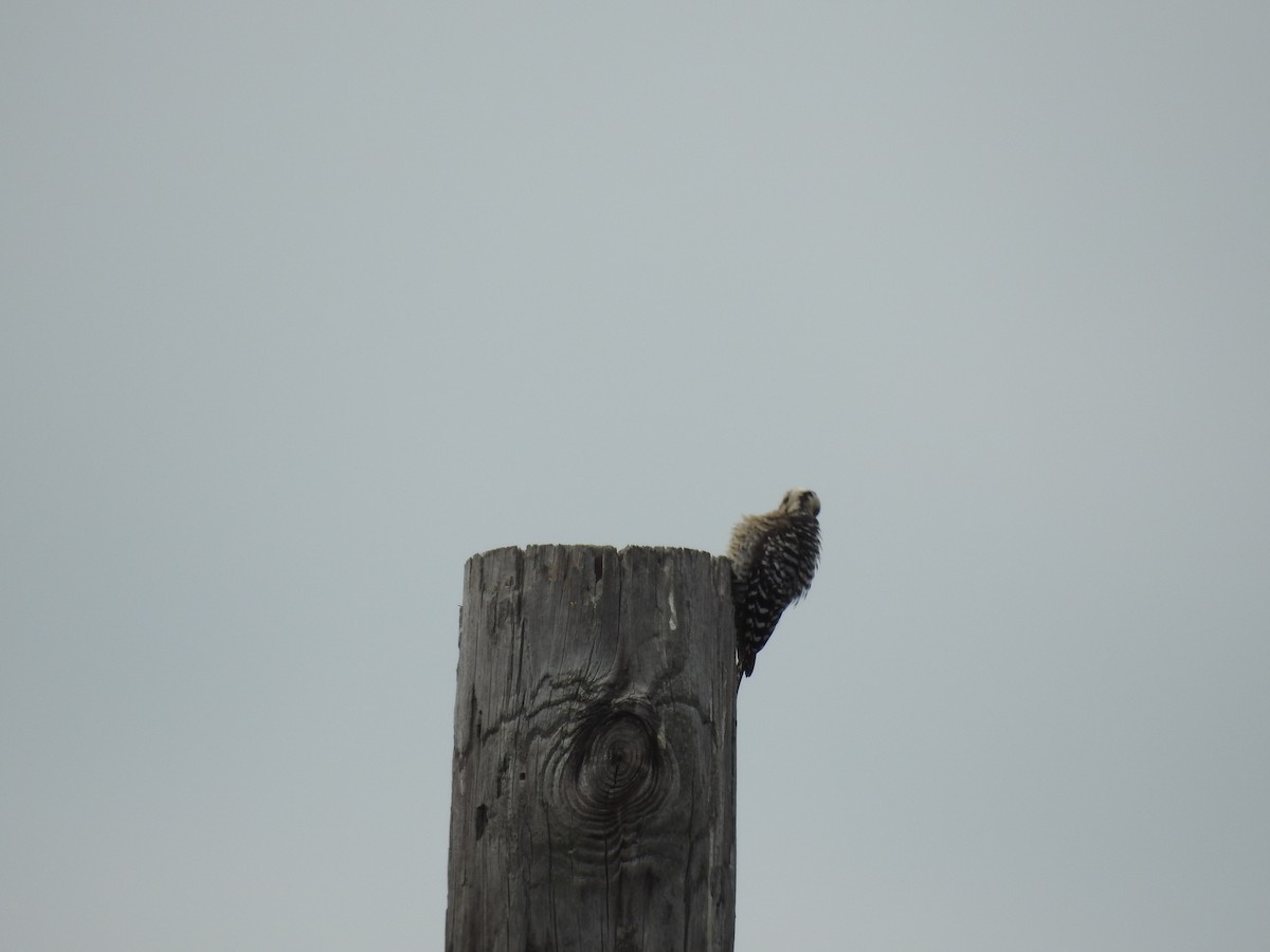 Ladder-backed Woodpecker - ML565543391