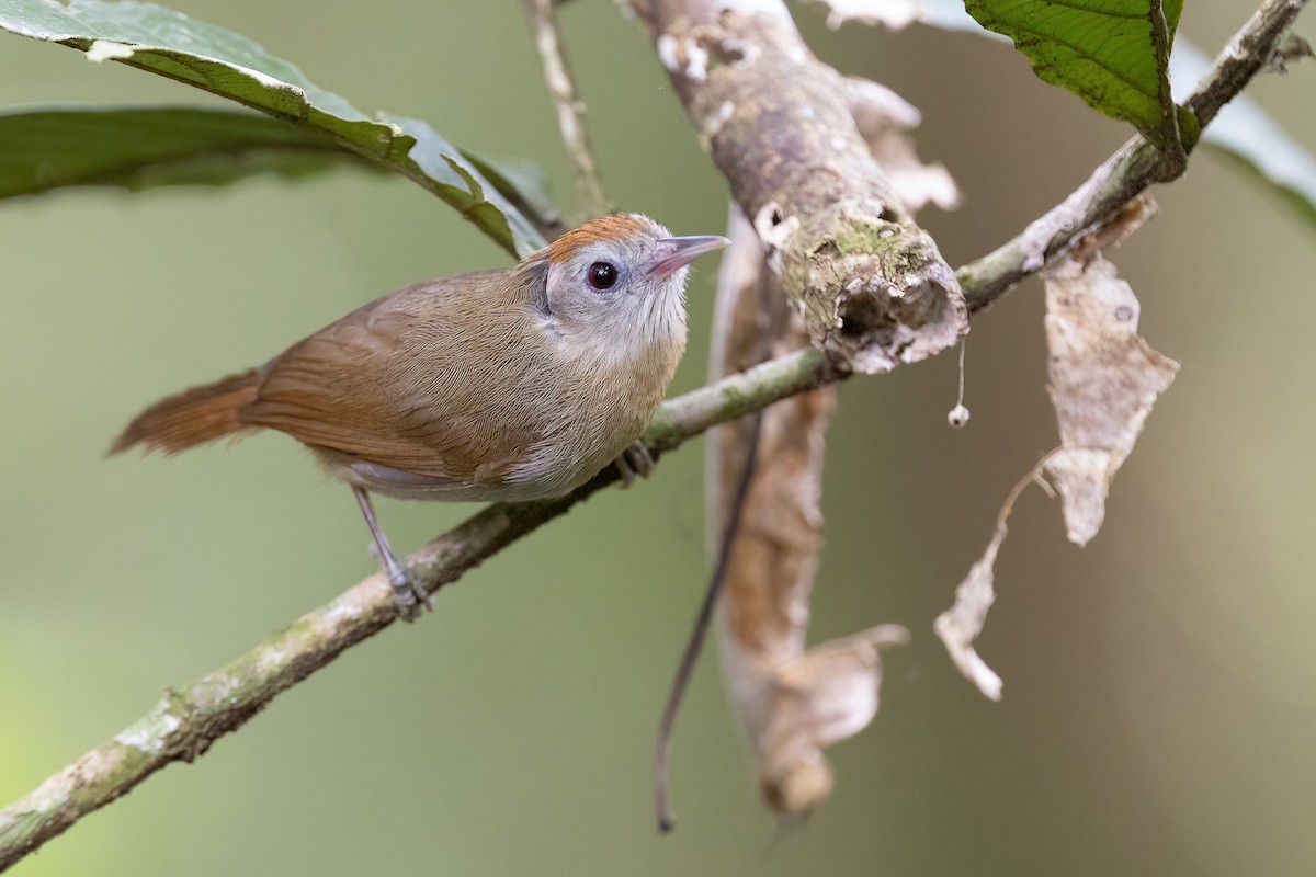 Rufous-fronted Babbler (Rufous-fronted) - Chris Venetz | Ornis Birding Expeditions