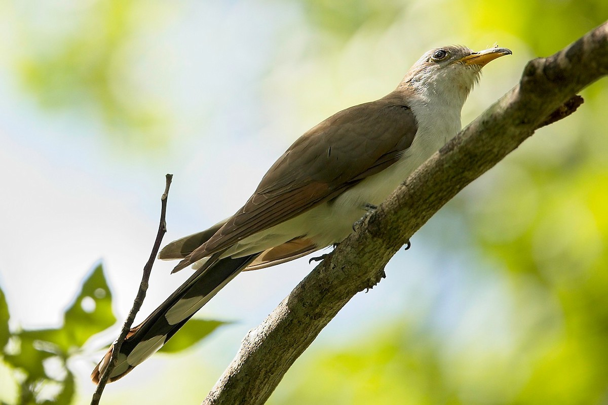 Yellow-billed Cuckoo - ML565544431