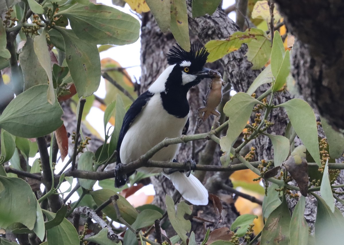 Tufted Jay - ML565544791