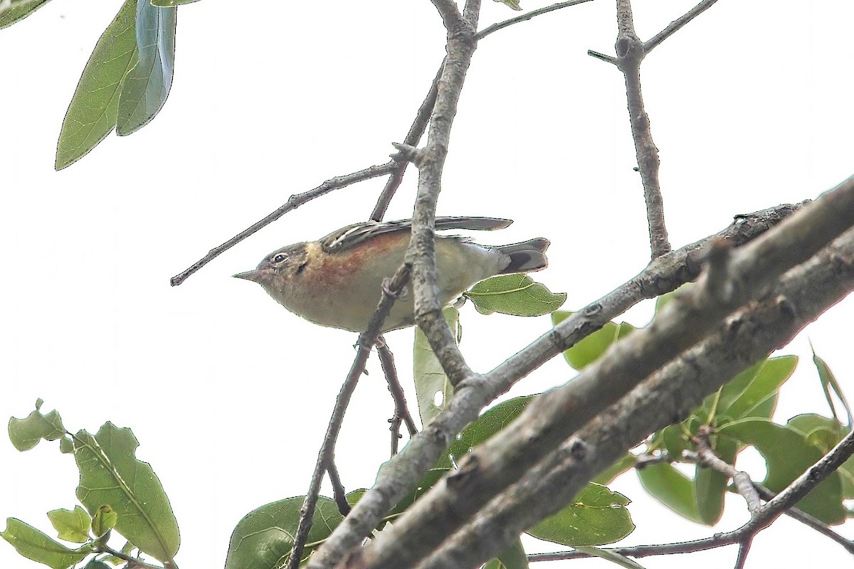 Bay-breasted Warbler - ML565544821