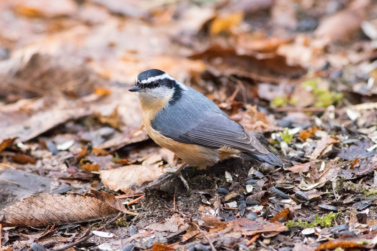 Red-breasted Nuthatch - ML565544901