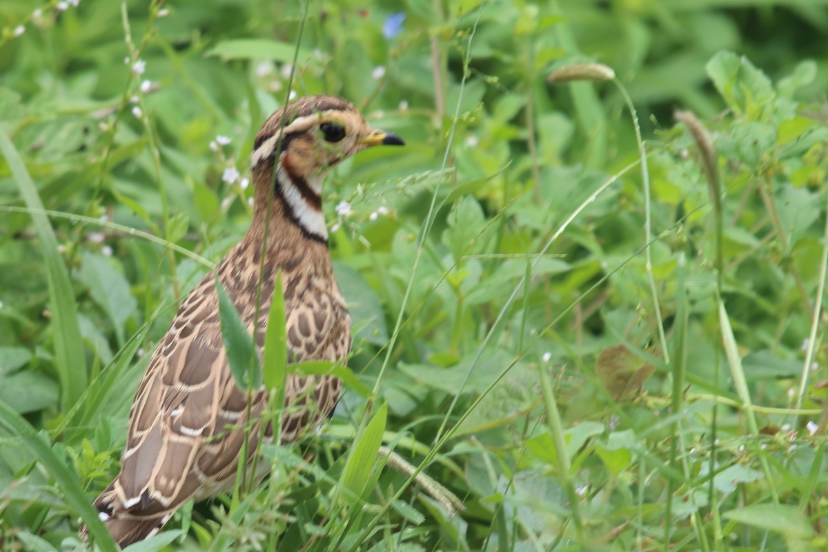 Three-banded Courser - Victor Ikawa