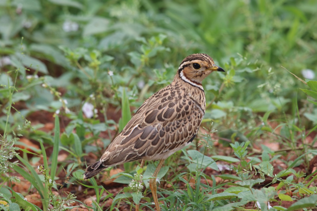 Three-banded Courser - Victor Ikawa