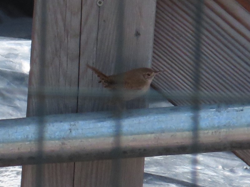 House Wren - ML565547871