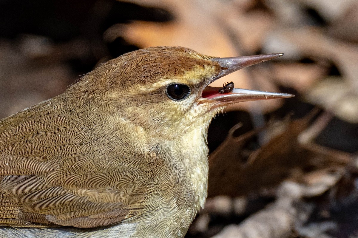 Swainson's Warbler - Holden Smith