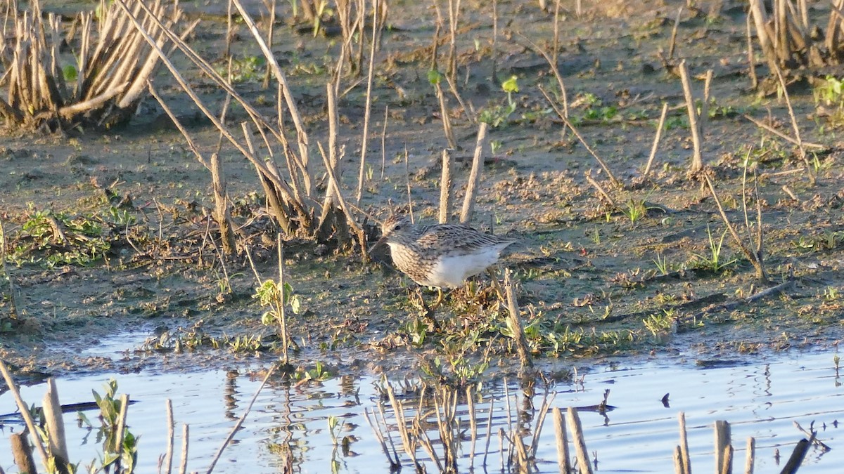 Pectoral Sandpiper - ML565548471