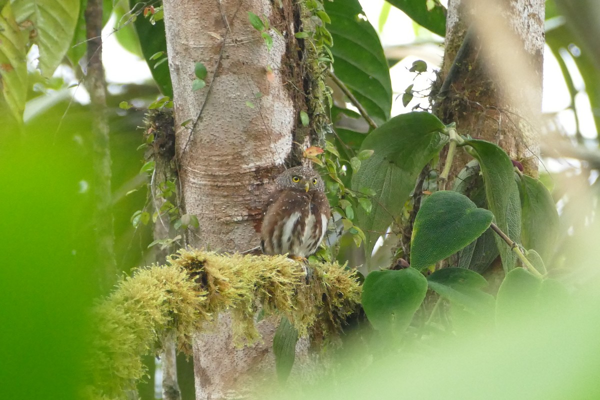 Cloud-forest Pygmy-Owl - ML56555071