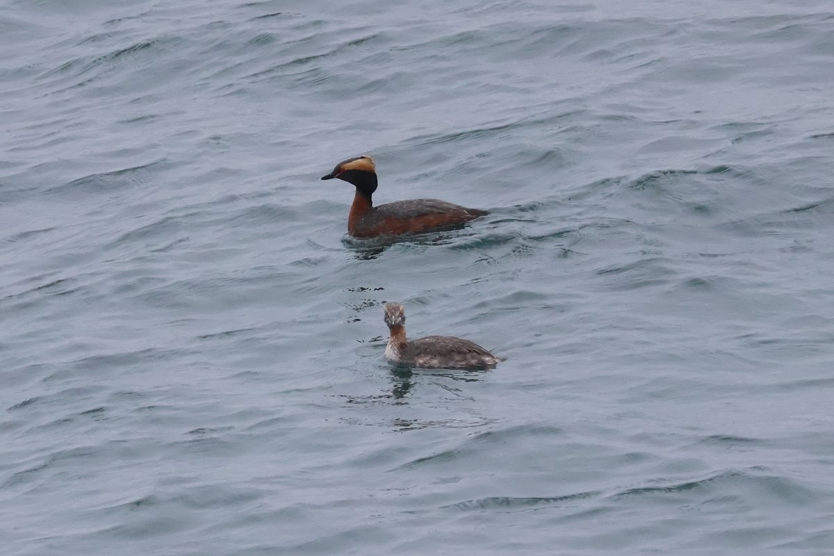 Horned Grebe - ML565551841