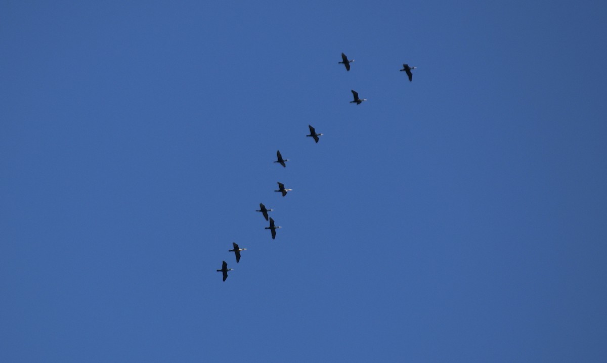 Double-crested Cormorant - ML565552111