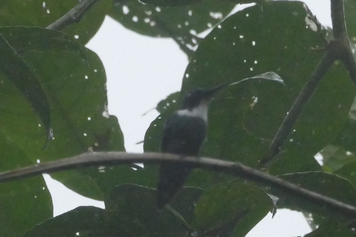 White-throated Daggerbill - ML56555261