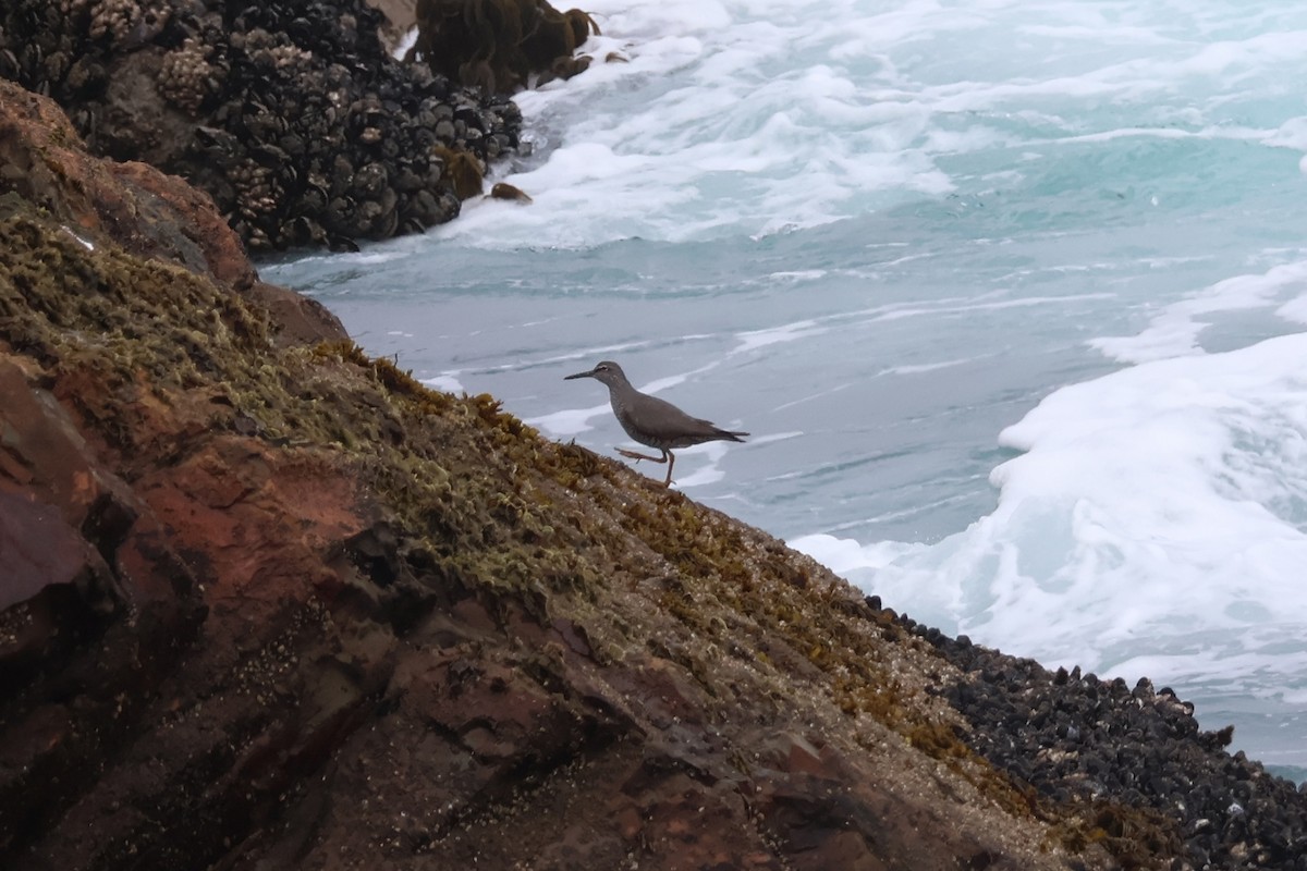 Wandering Tattler - Eric Cameron