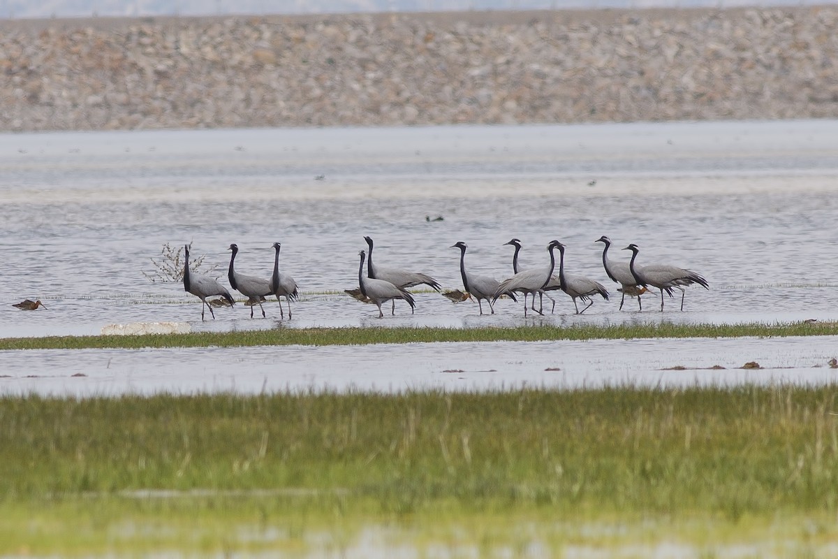 Demoiselle Crane - ML56555411