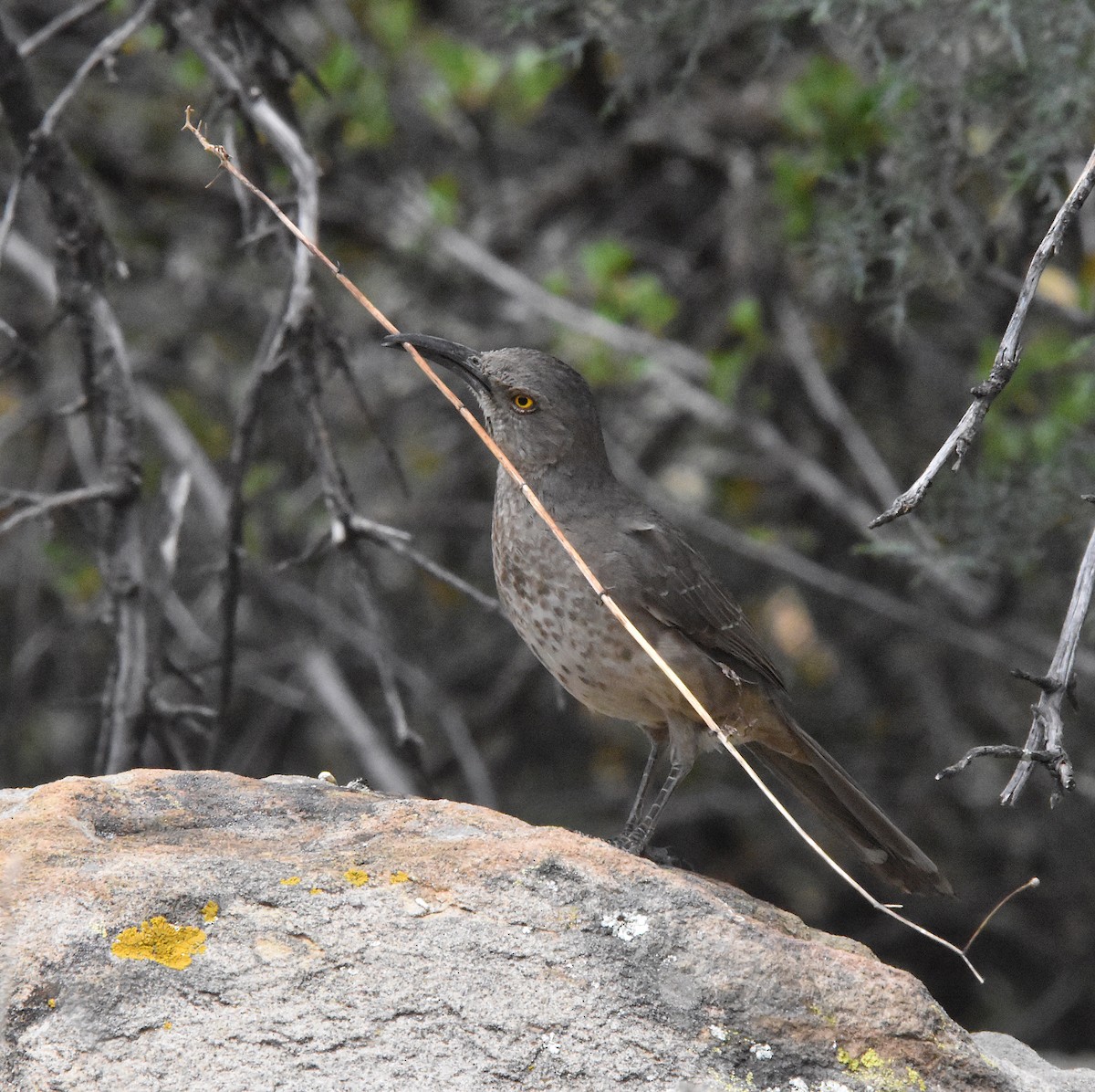 Curve-billed Thrasher - Jeff Johnson