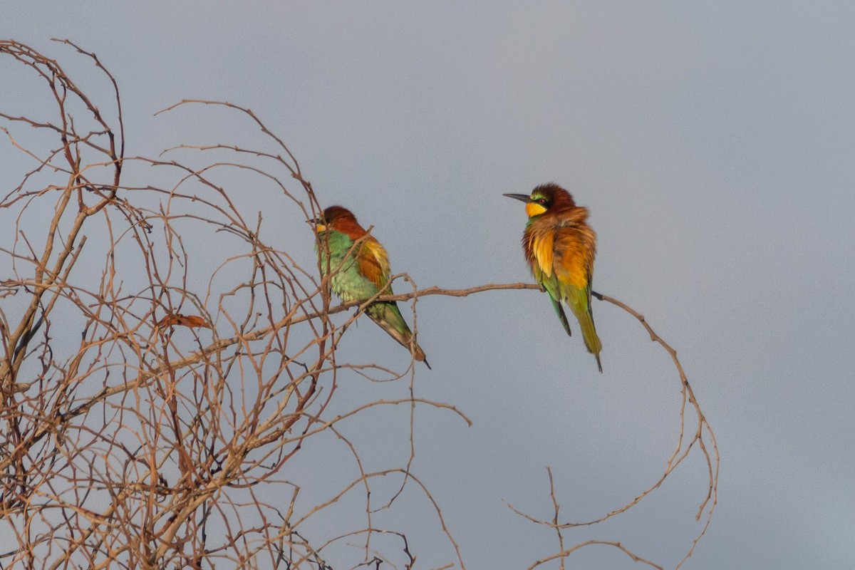 European Bee-eater - ML565554581