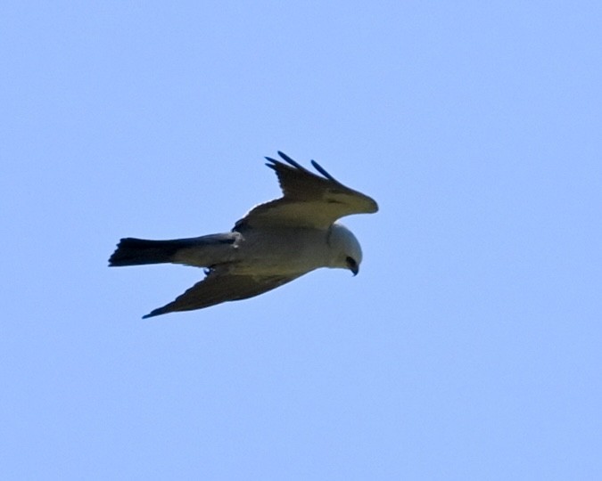 Mississippi Kite - ML565555321