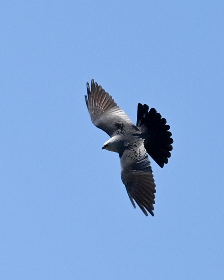 Mississippi Kite - ML565555341