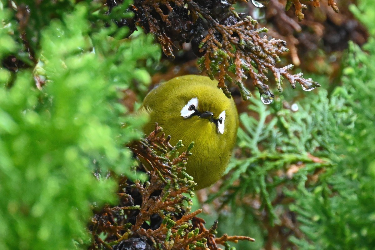 Kilimanjaro White-eye - Alex and Julia 🦜