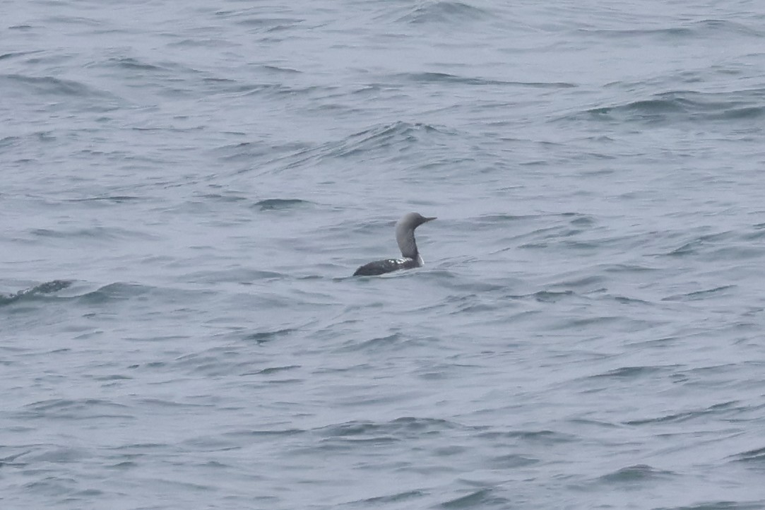 Pacific Loon - Eric Cameron