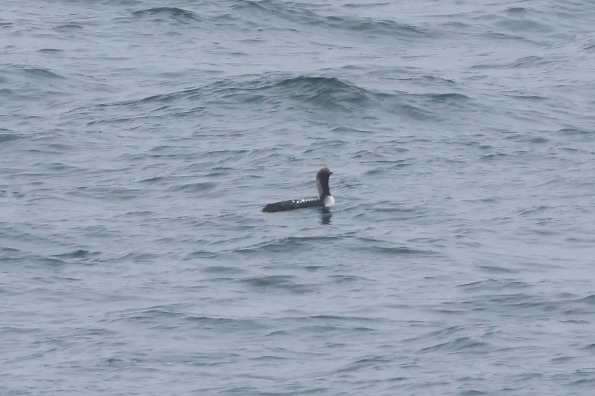 Pacific Loon - Eric Cameron