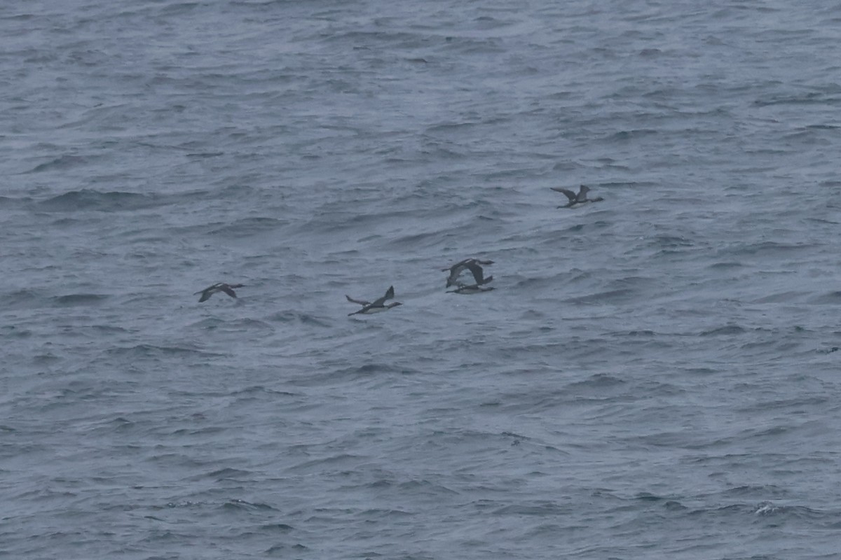 Pacific Loon - Eric Cameron