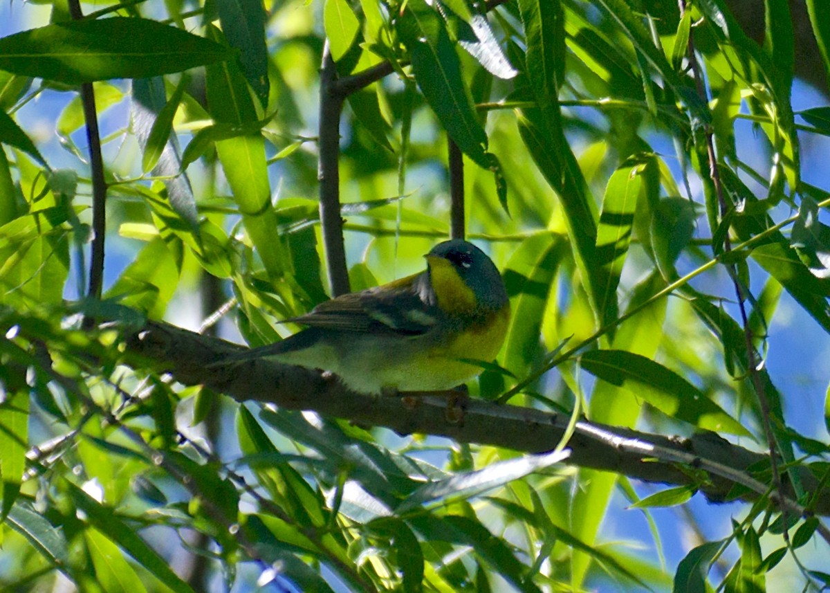 Northern Parula - ML56555621