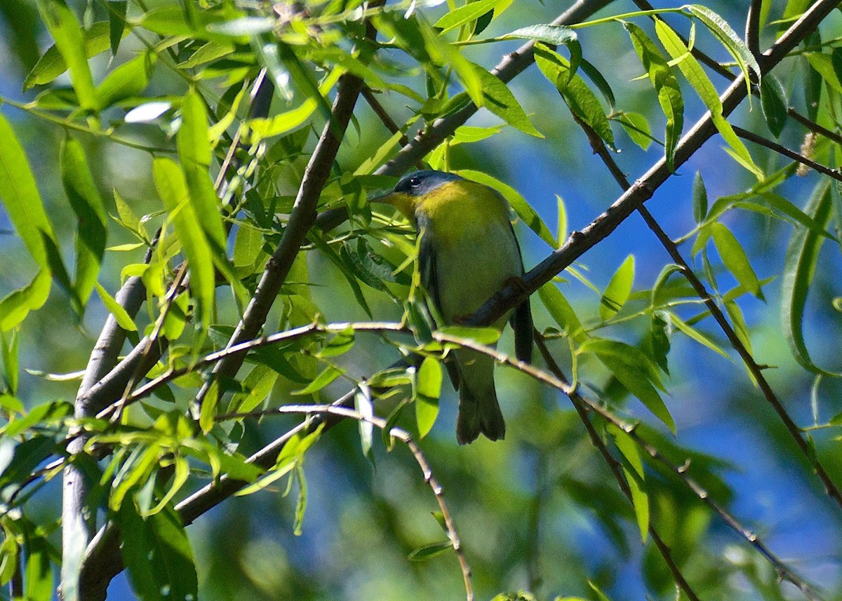 Northern Parula - ML56555631