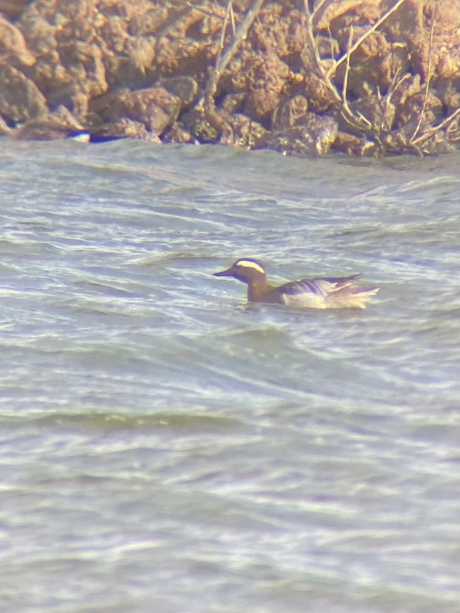 Garganey - Owen Sinkus