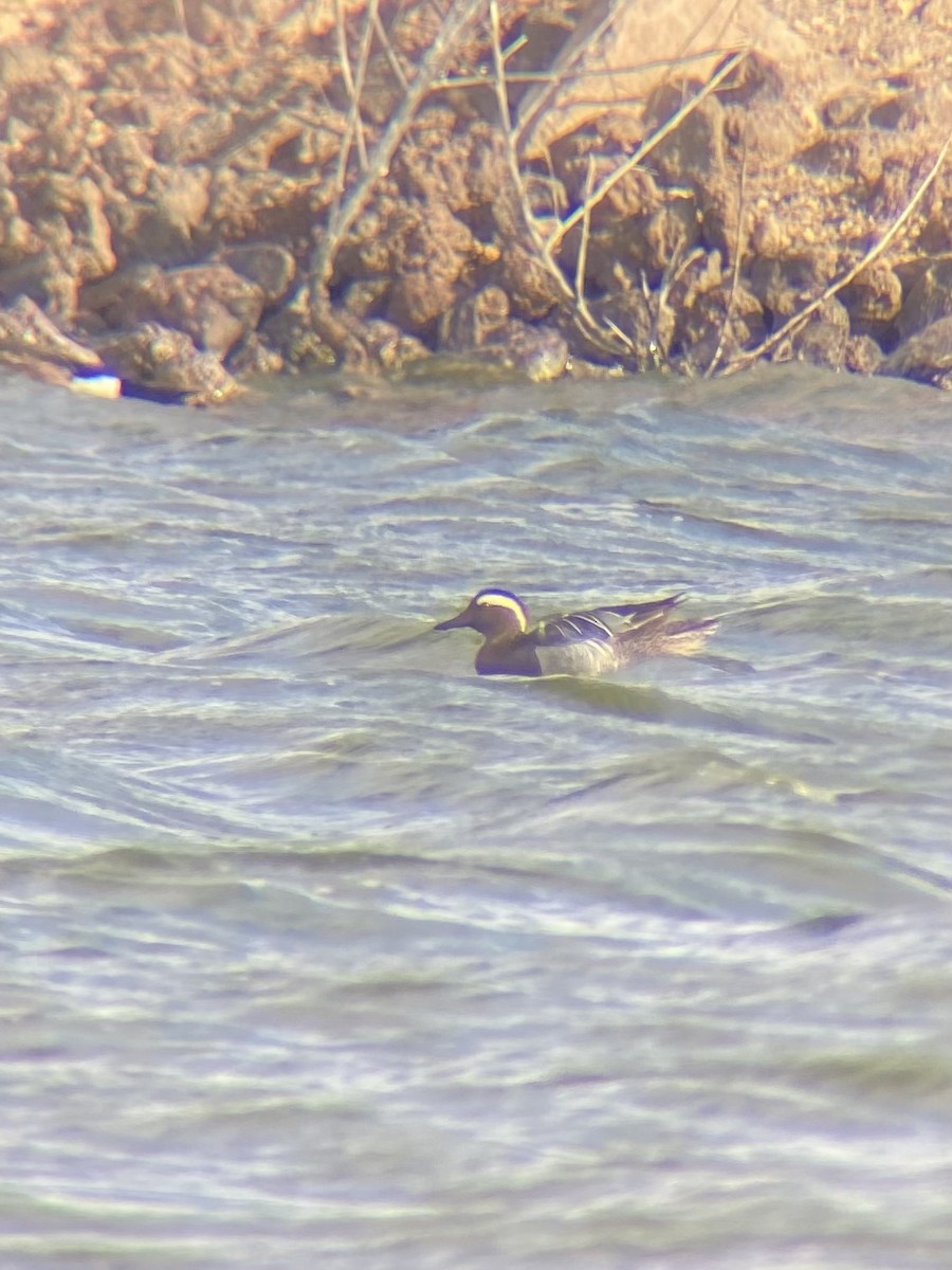 Garganey - ML565556941