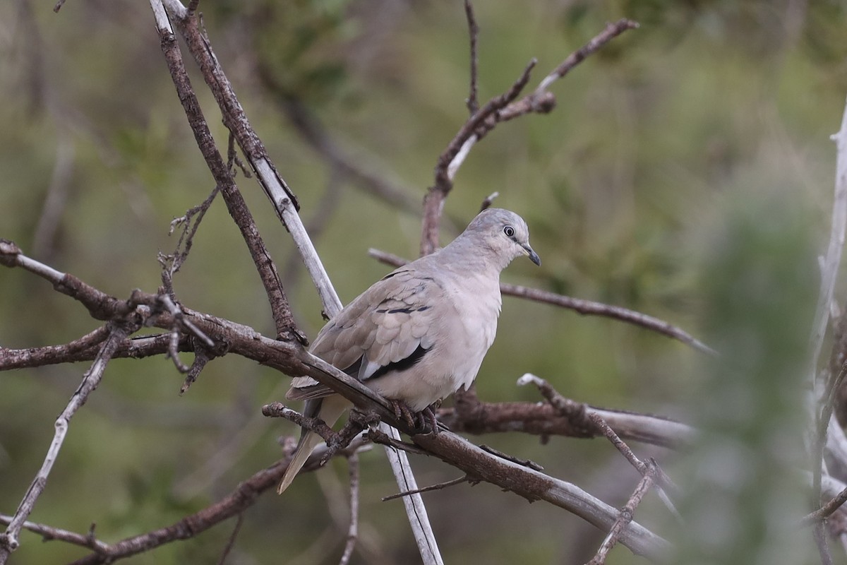 Picui Ground Dove - Ian Thompson