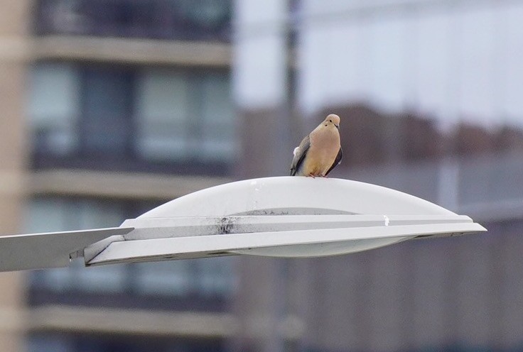 Mourning Dove - ML565557261