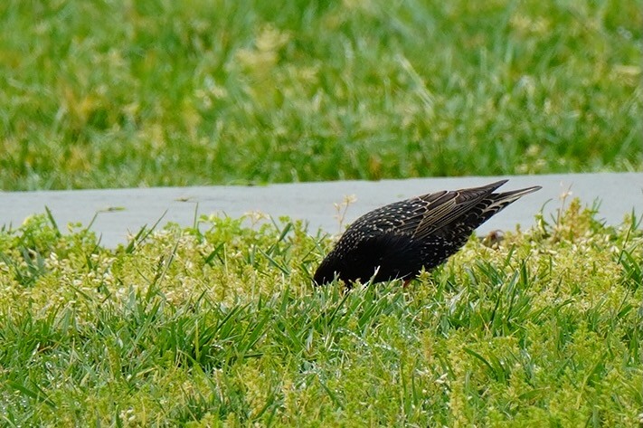 European Starling - ML565558381