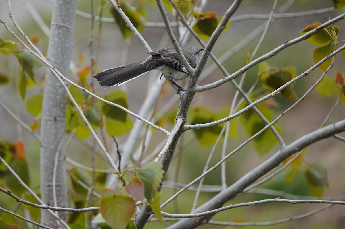 Northern Mockingbird - ML565558421