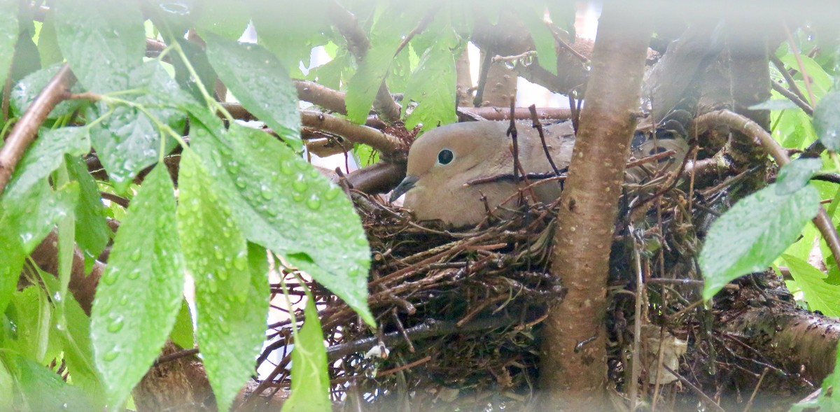 Mourning Dove - ML565558941