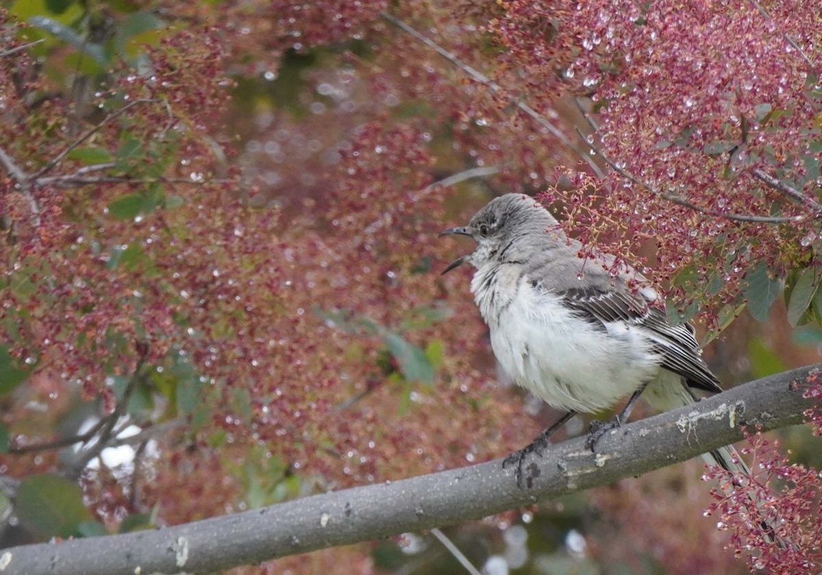 Northern Mockingbird - ML565559011